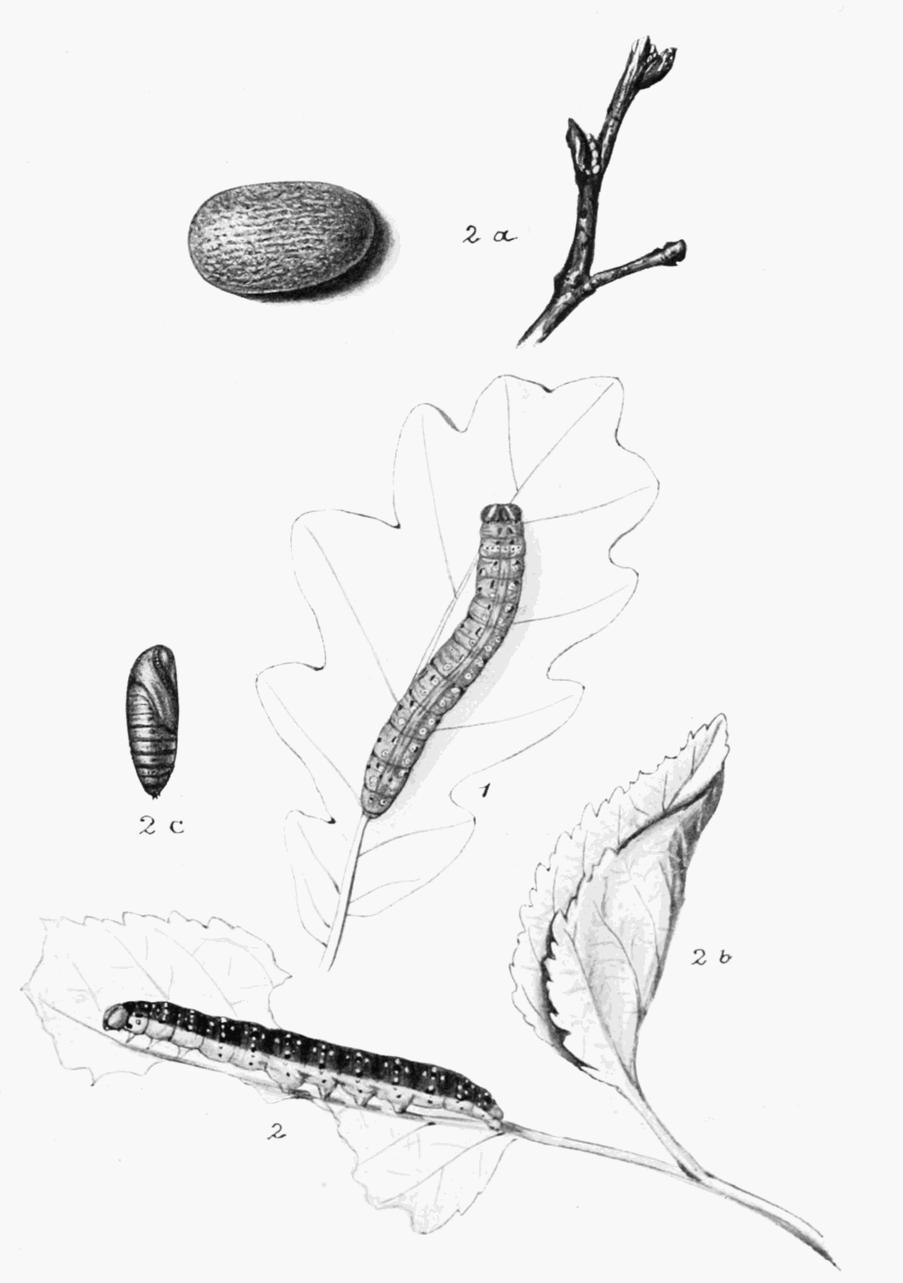 Plate 38