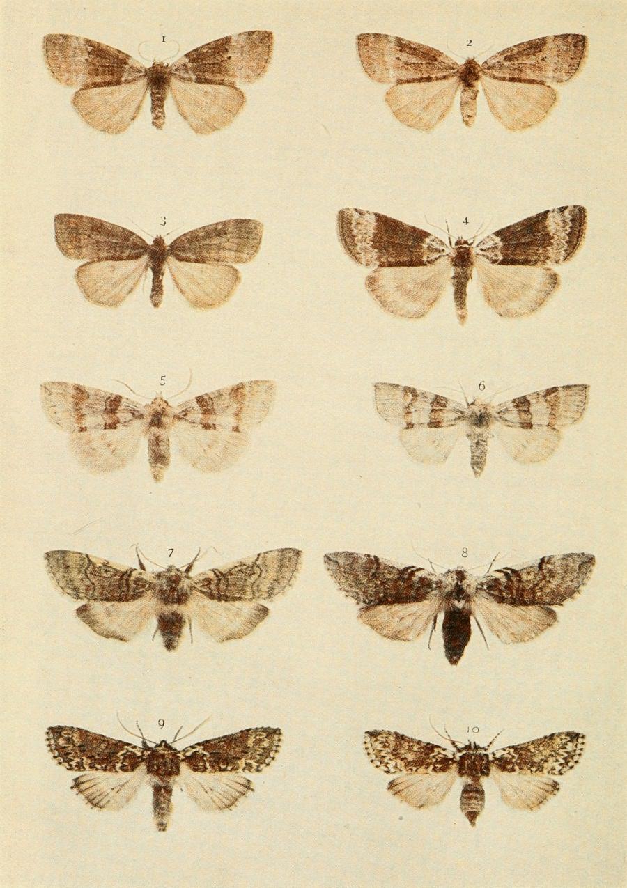 Plate 39