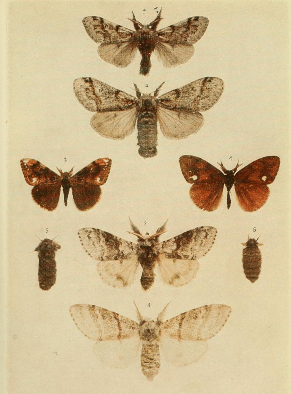 Plate 40