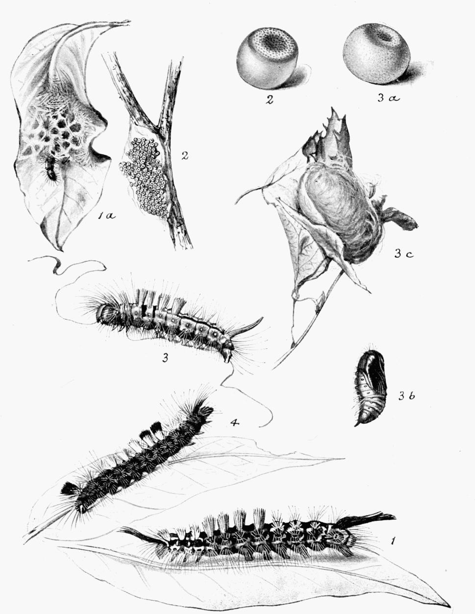 Plate 41