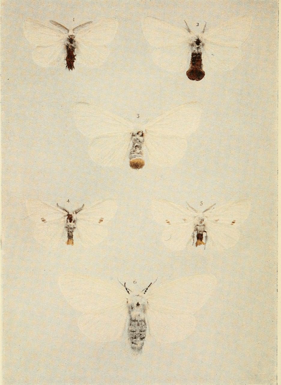 Plate 43