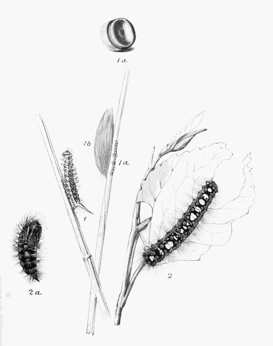 Plate 44