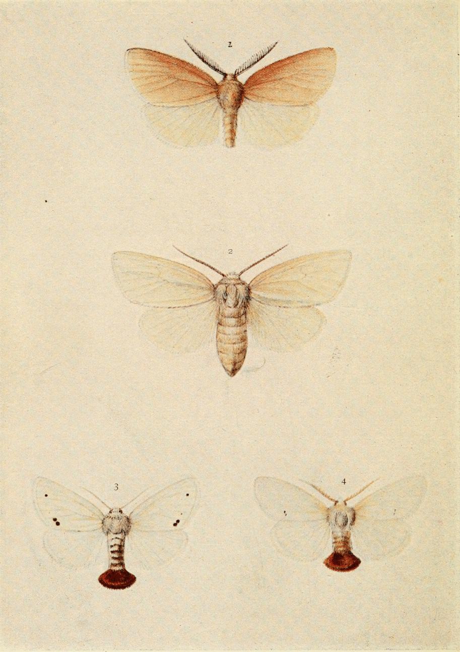 Plate 45