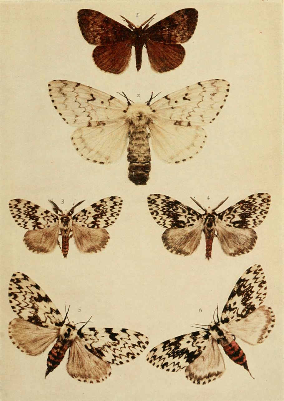 Plate 46