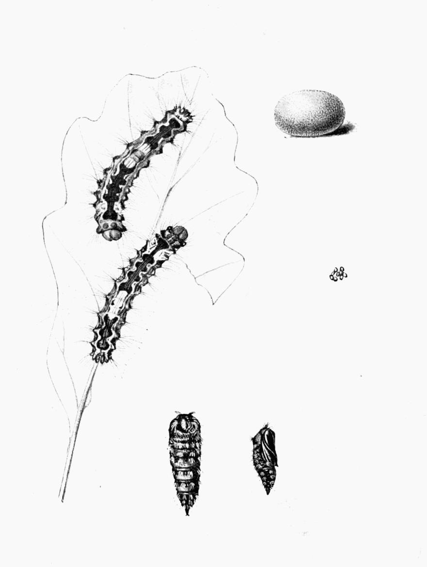 Plate 47