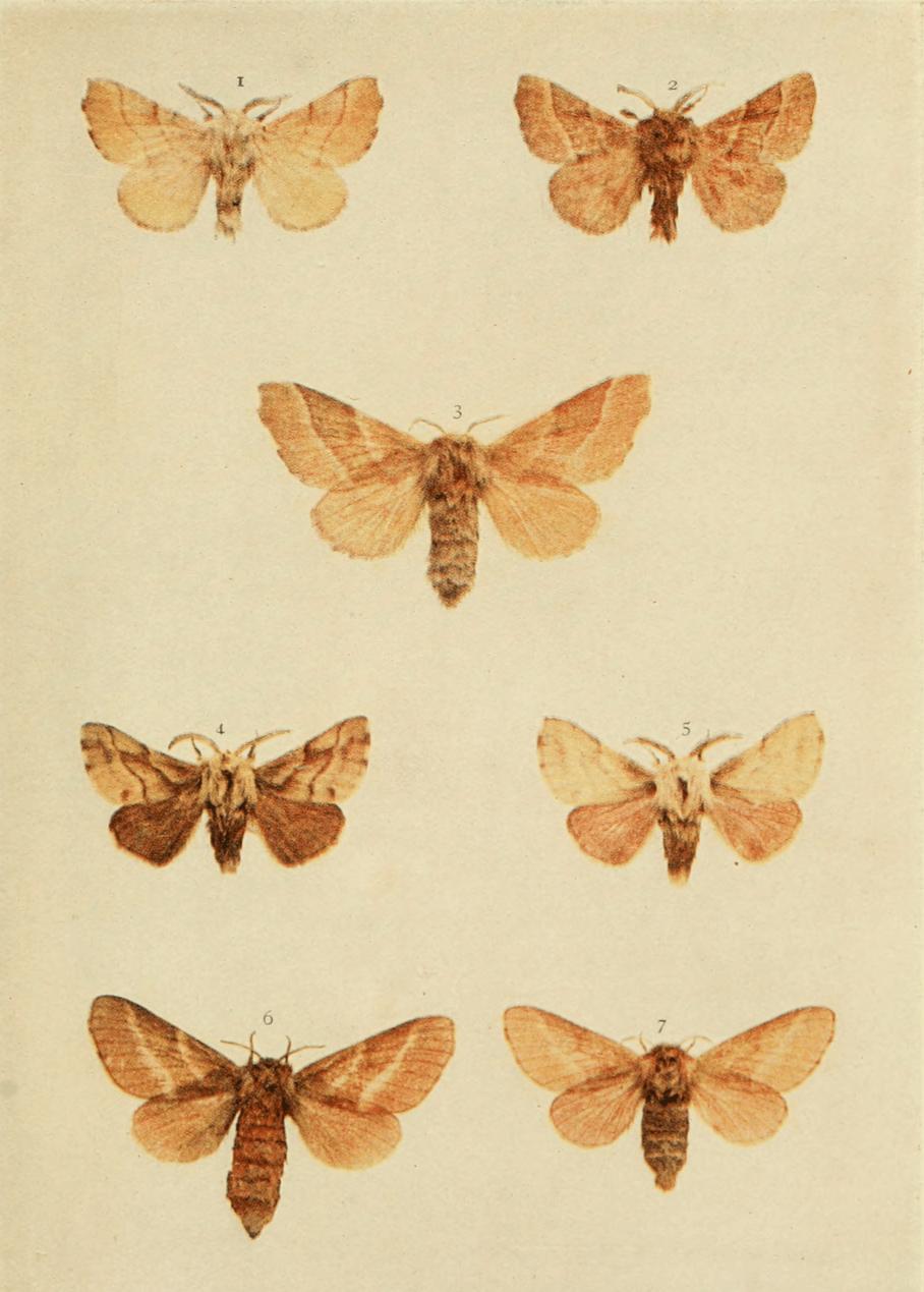 Plate 48