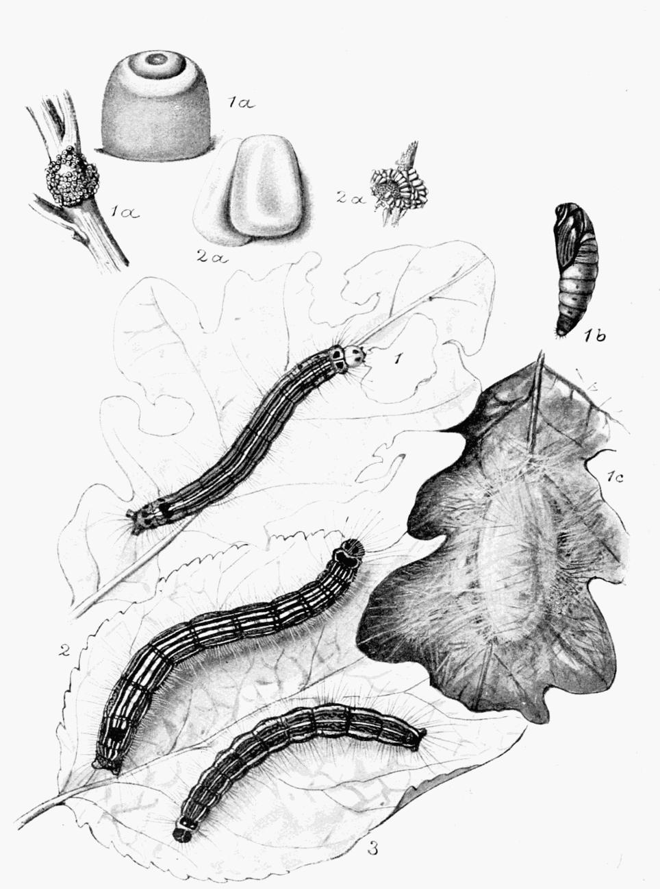 Plate 49