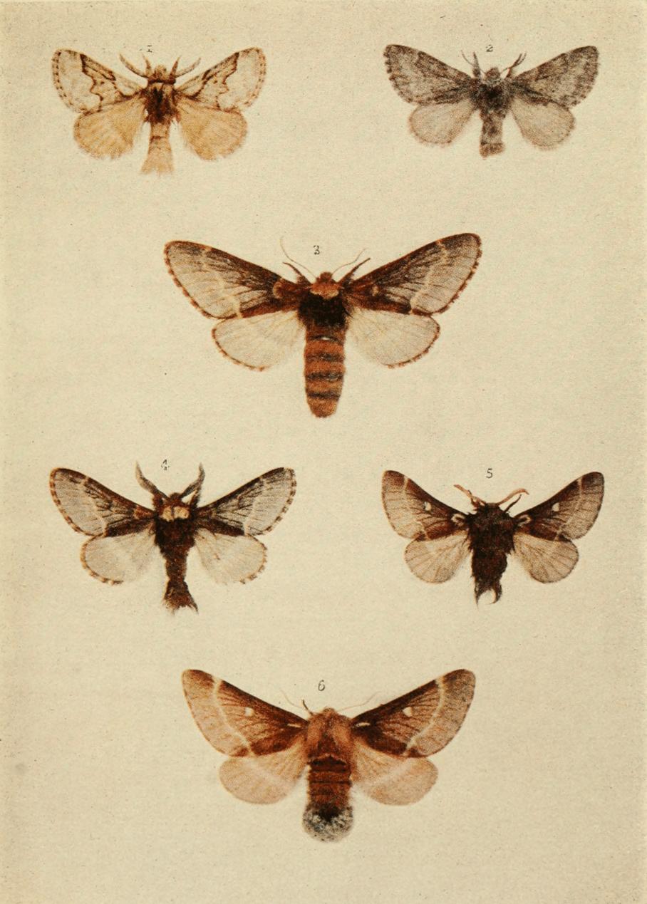 Plate 50