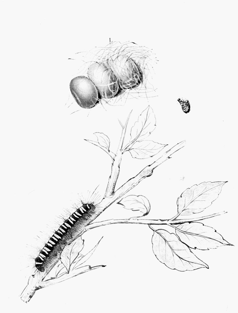 Plate 51
