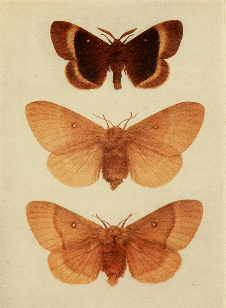 Plate 52