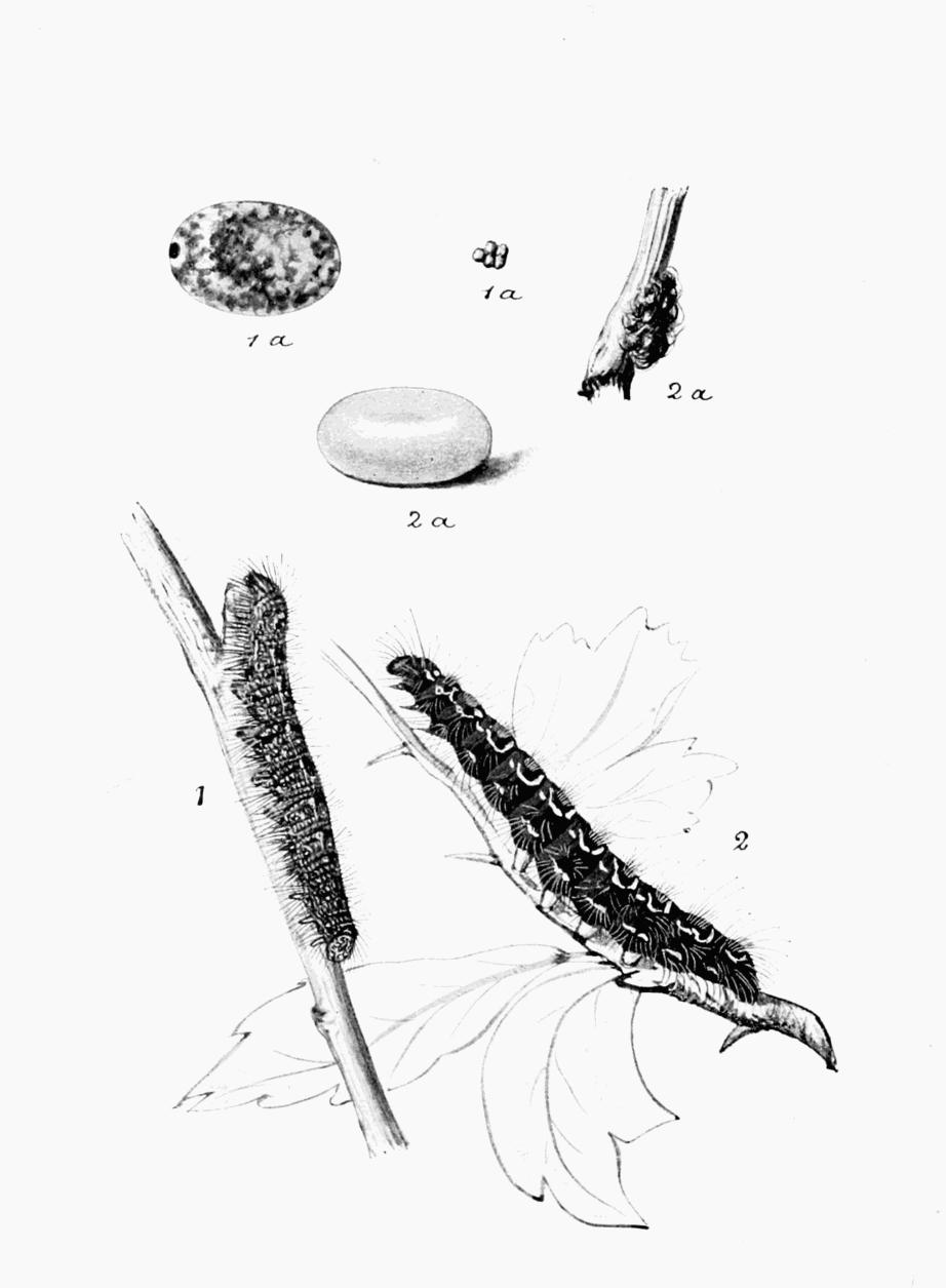 Plate 53