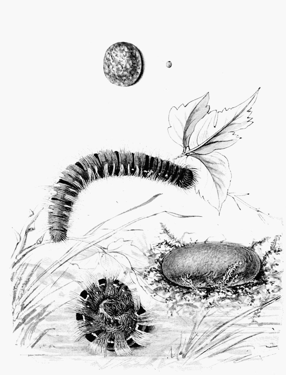 Plate 55