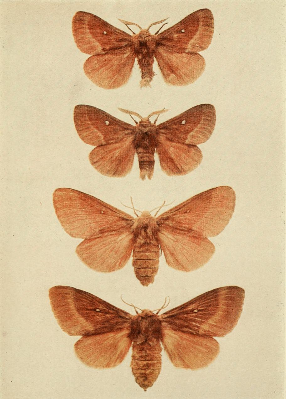 Plate 56