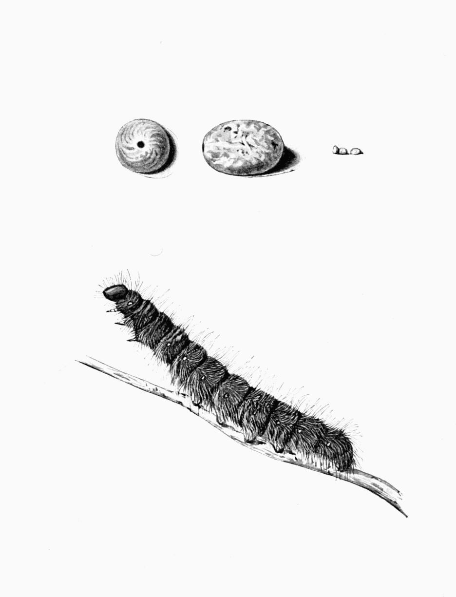 Plate 57