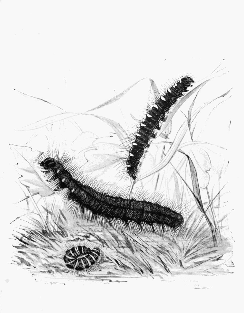 Plate 58