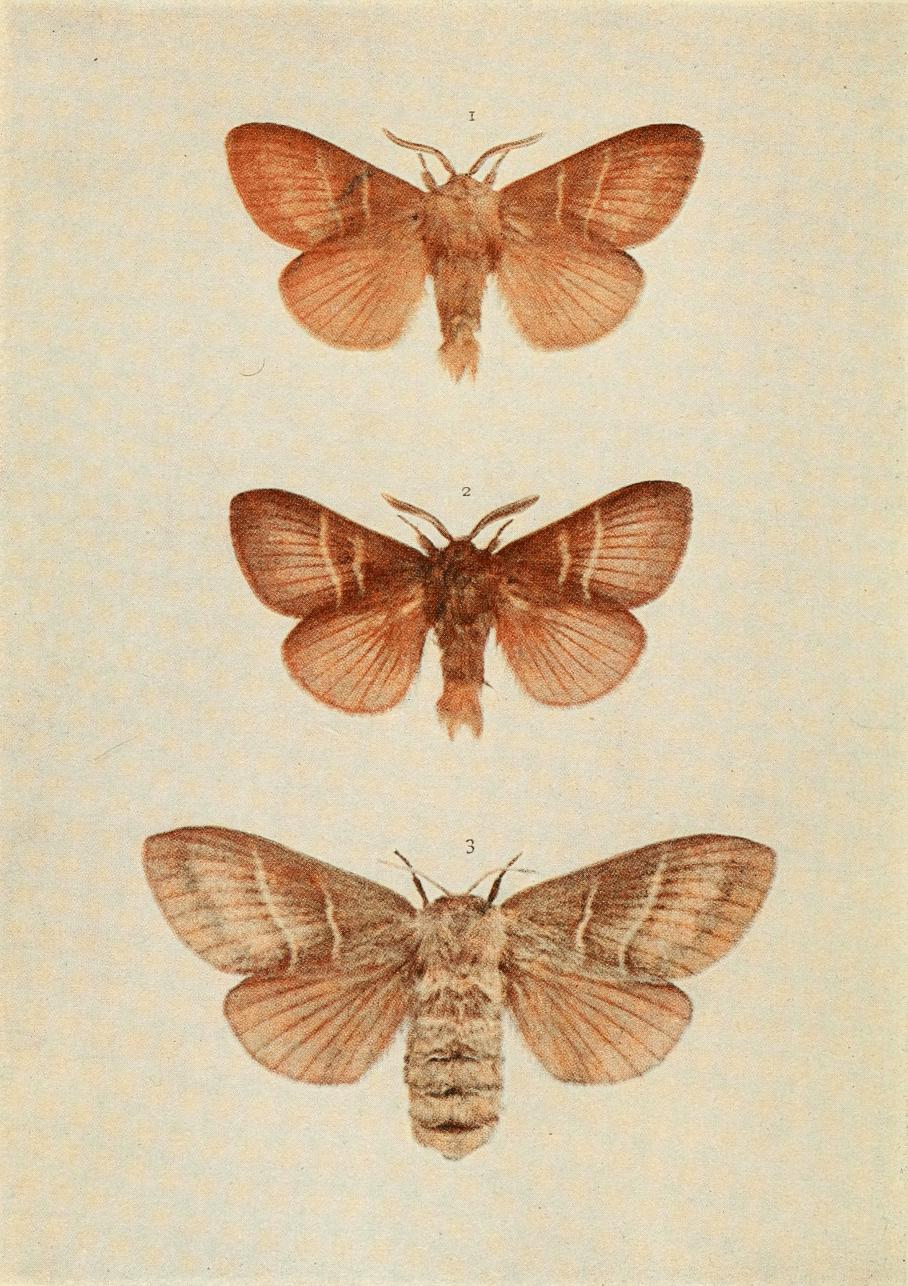Plate 59
