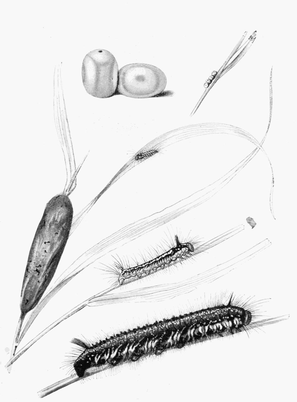 Plate 60
