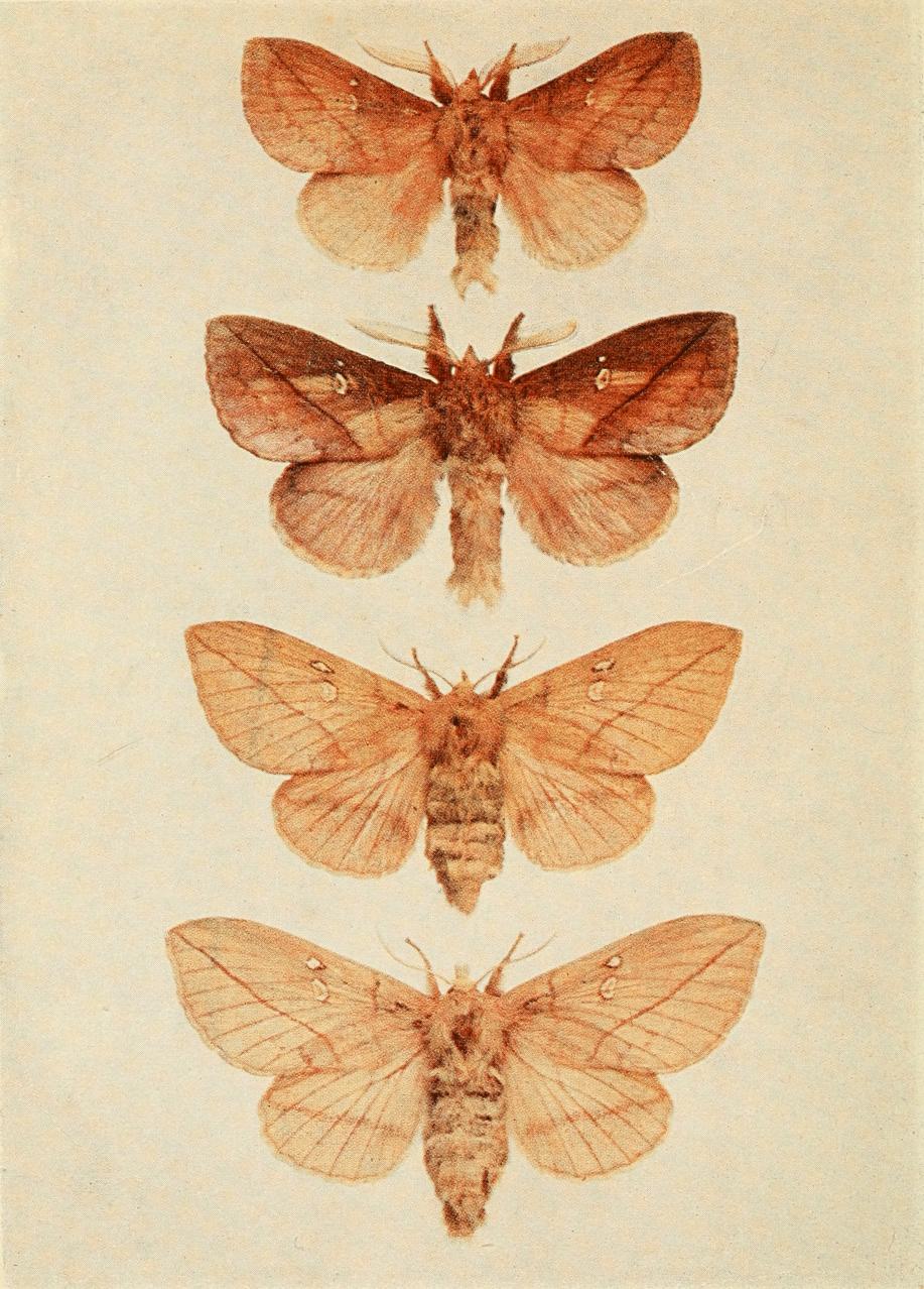 Plate 61