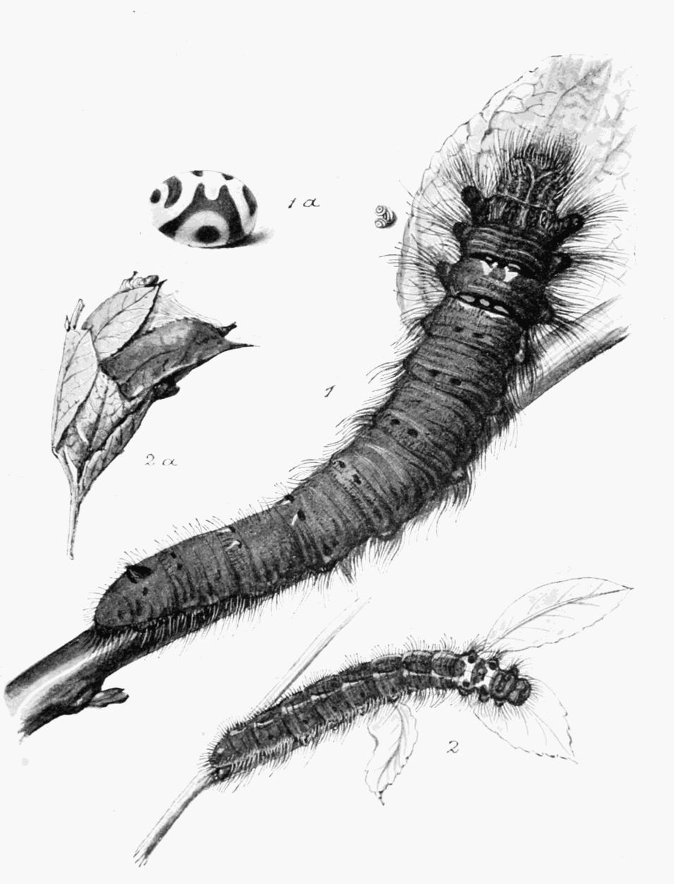 Plate 62
