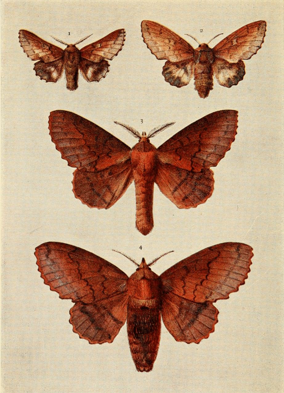 Plate 63