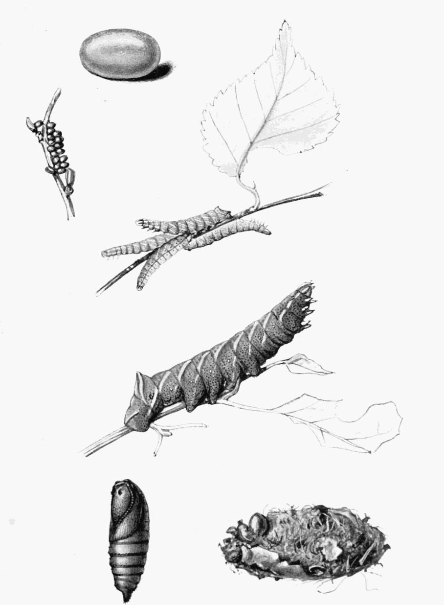 Plate 64