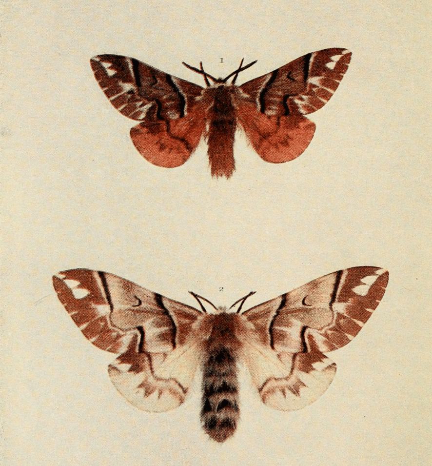 Plate 65