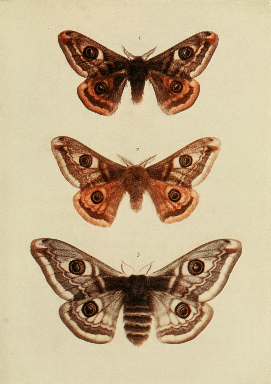 Plate 66