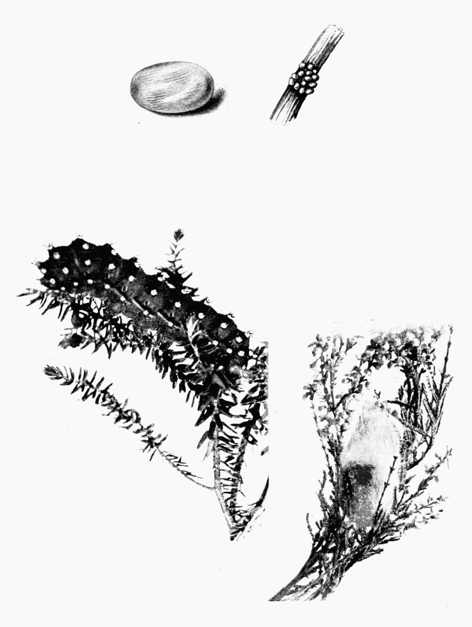 Plate 67