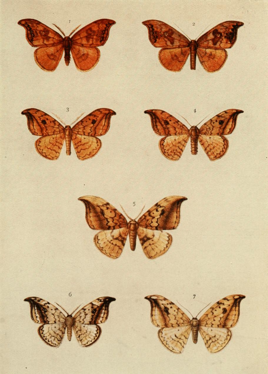 Plate 68