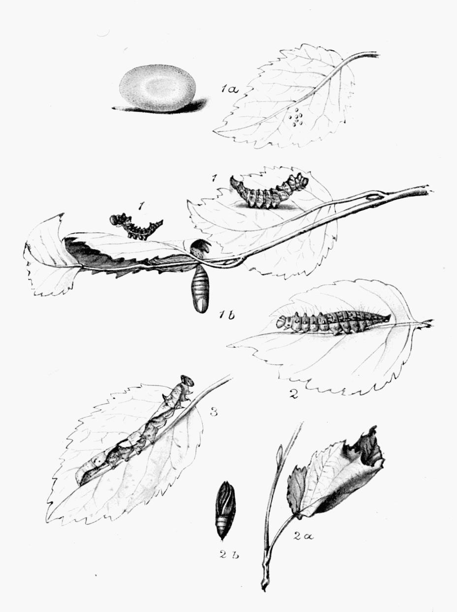 Plate 69