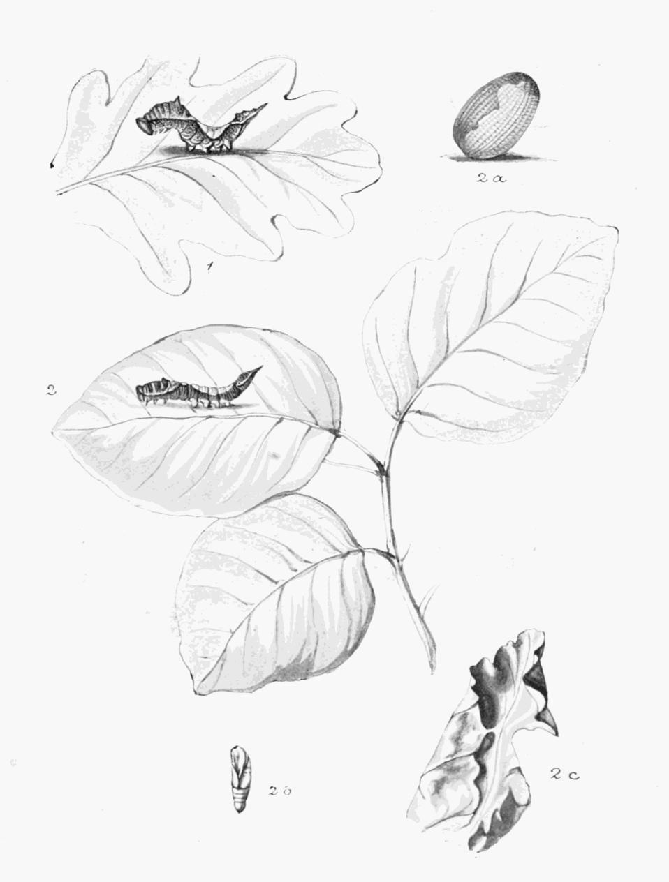Plate 70