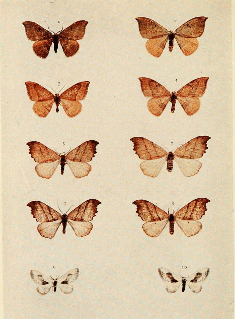 Plate 71