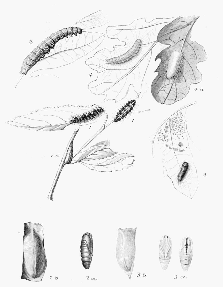 Plate 72