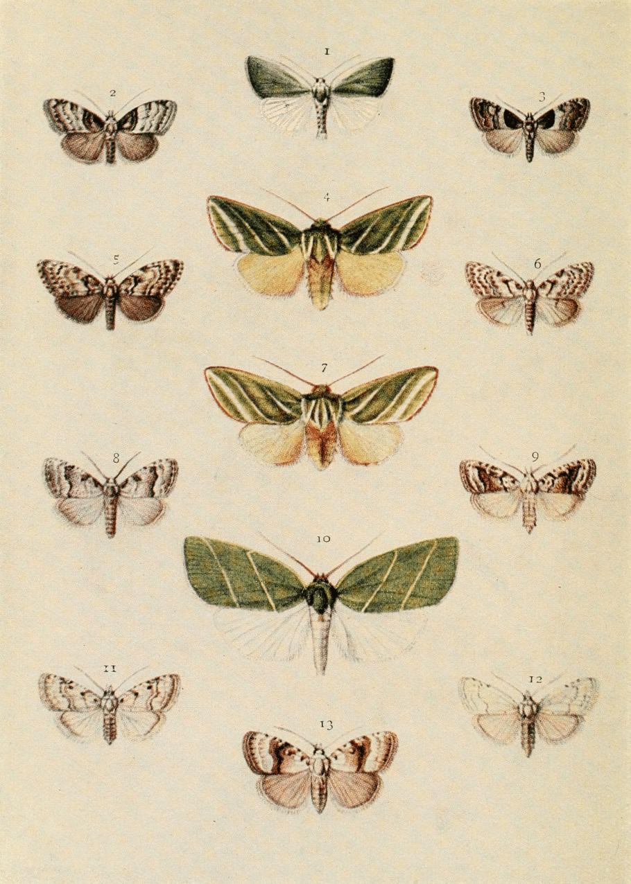Plate 73