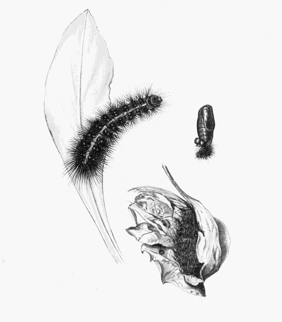 Plate 74