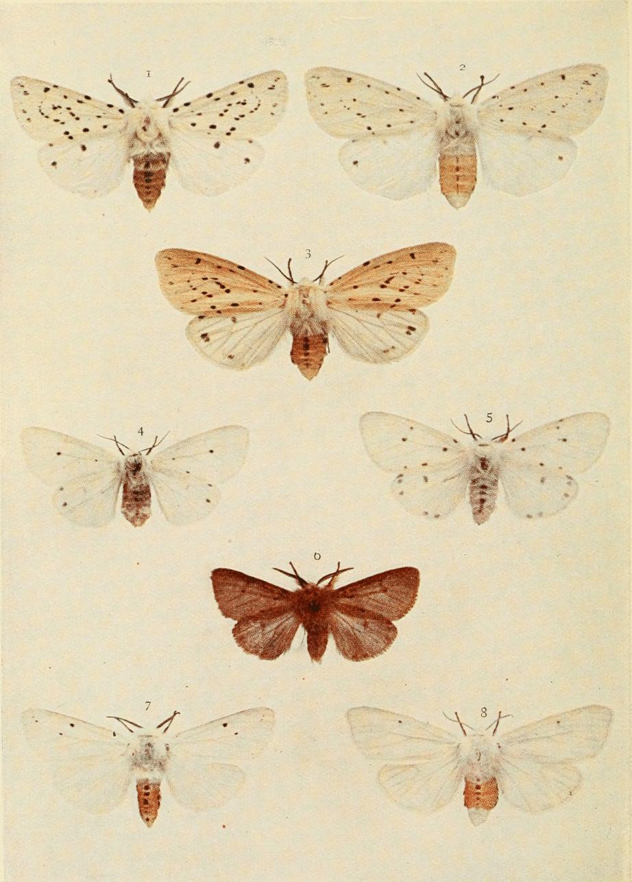 Plate 75