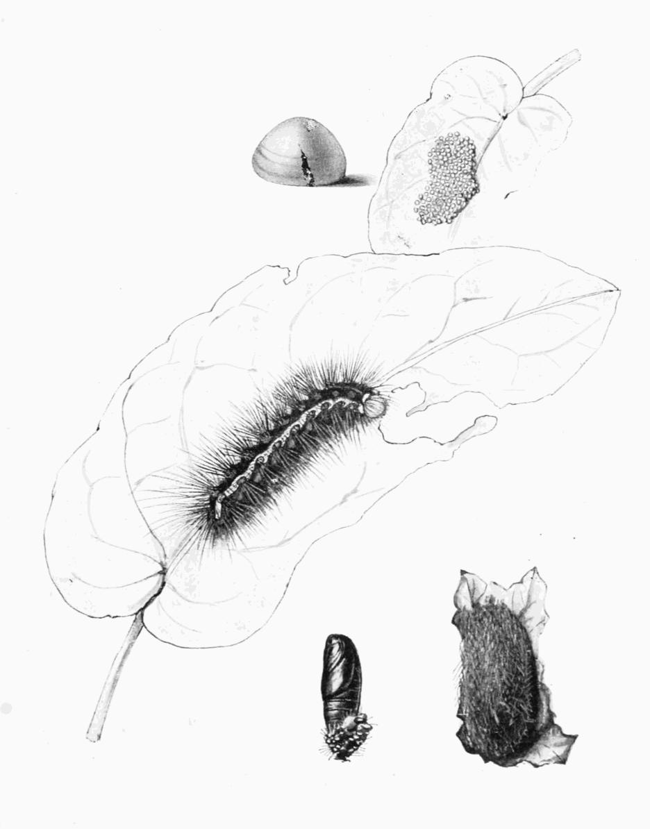 Plate 76