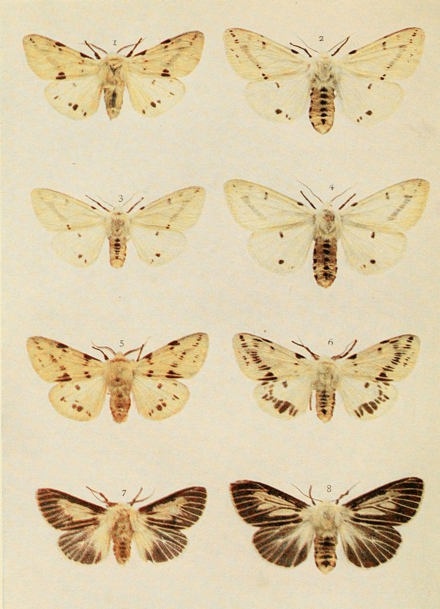 Plate 77