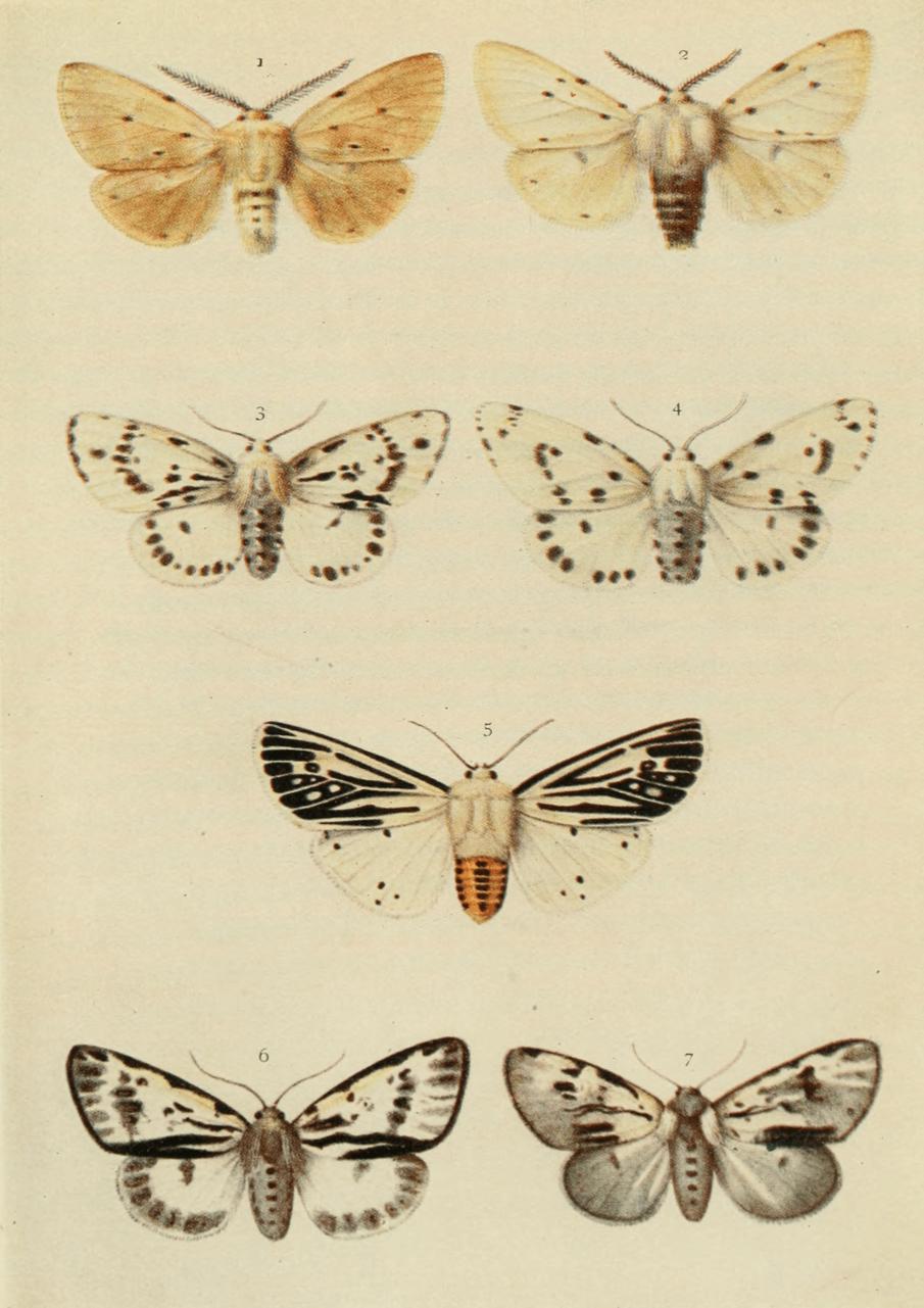 Plate 78