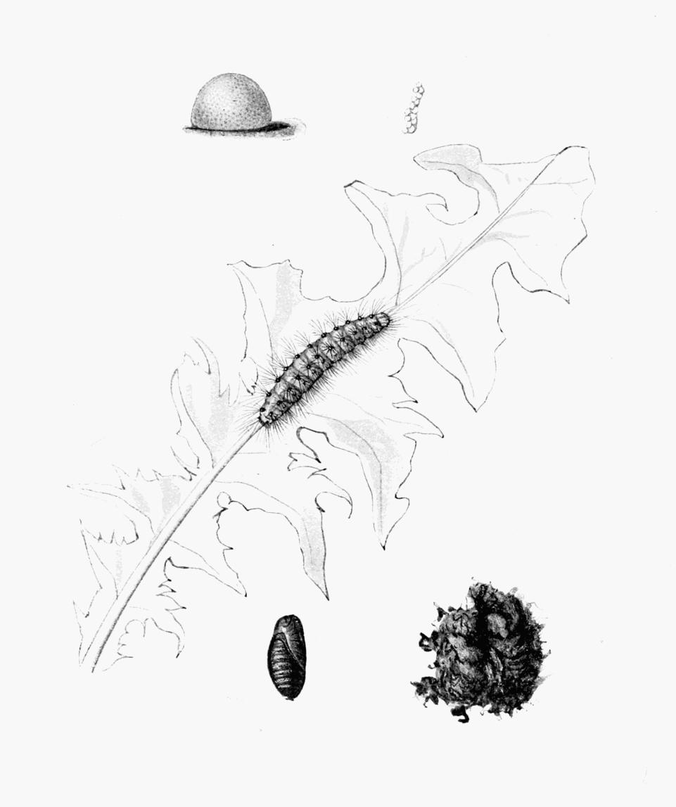 Plate 79