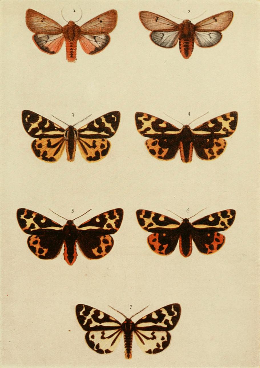 Plate 80