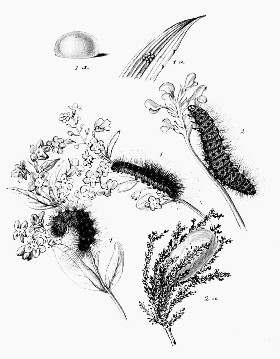 Plate 81