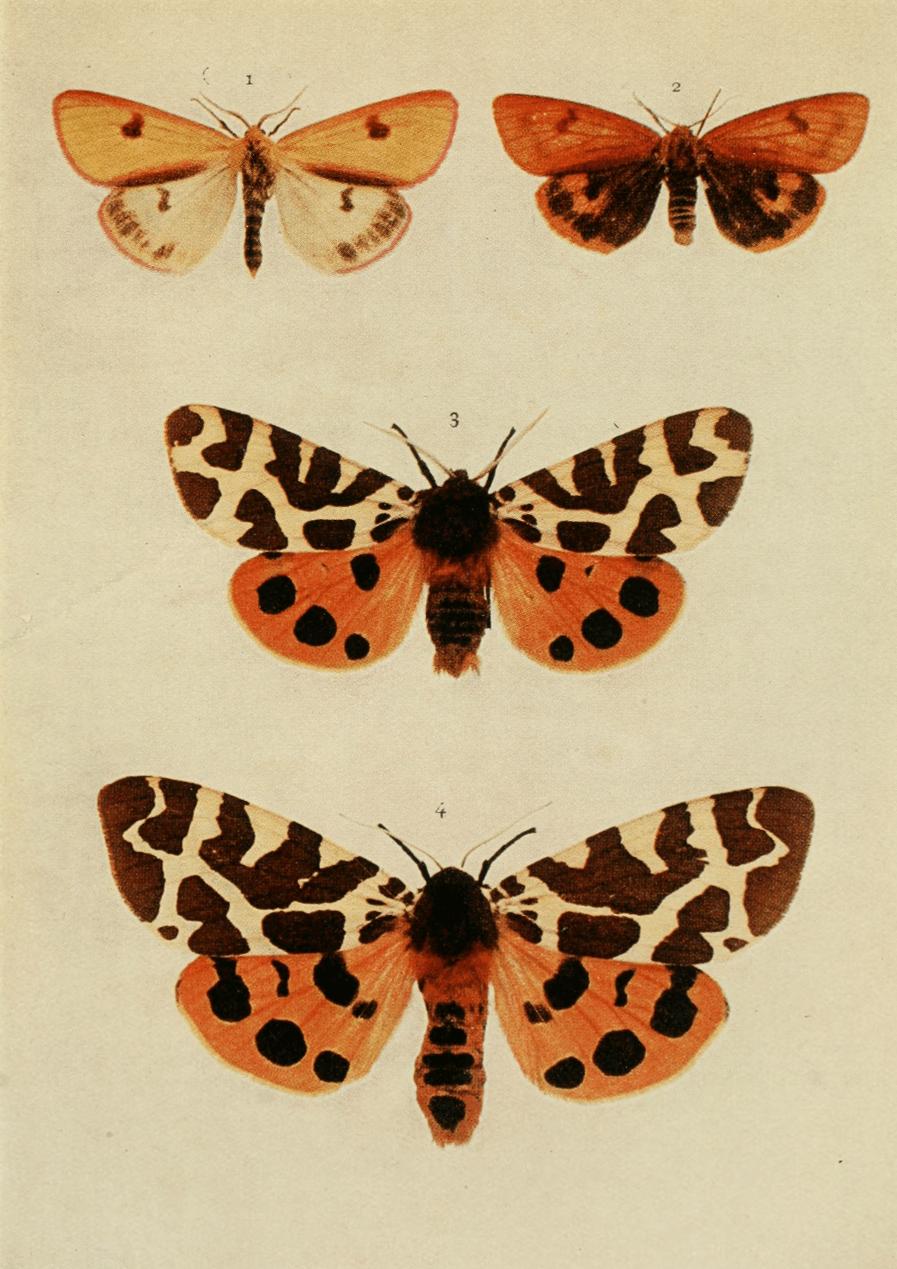 Plate 82