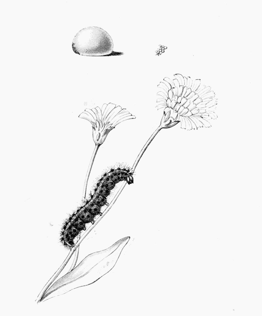 Plate 83
