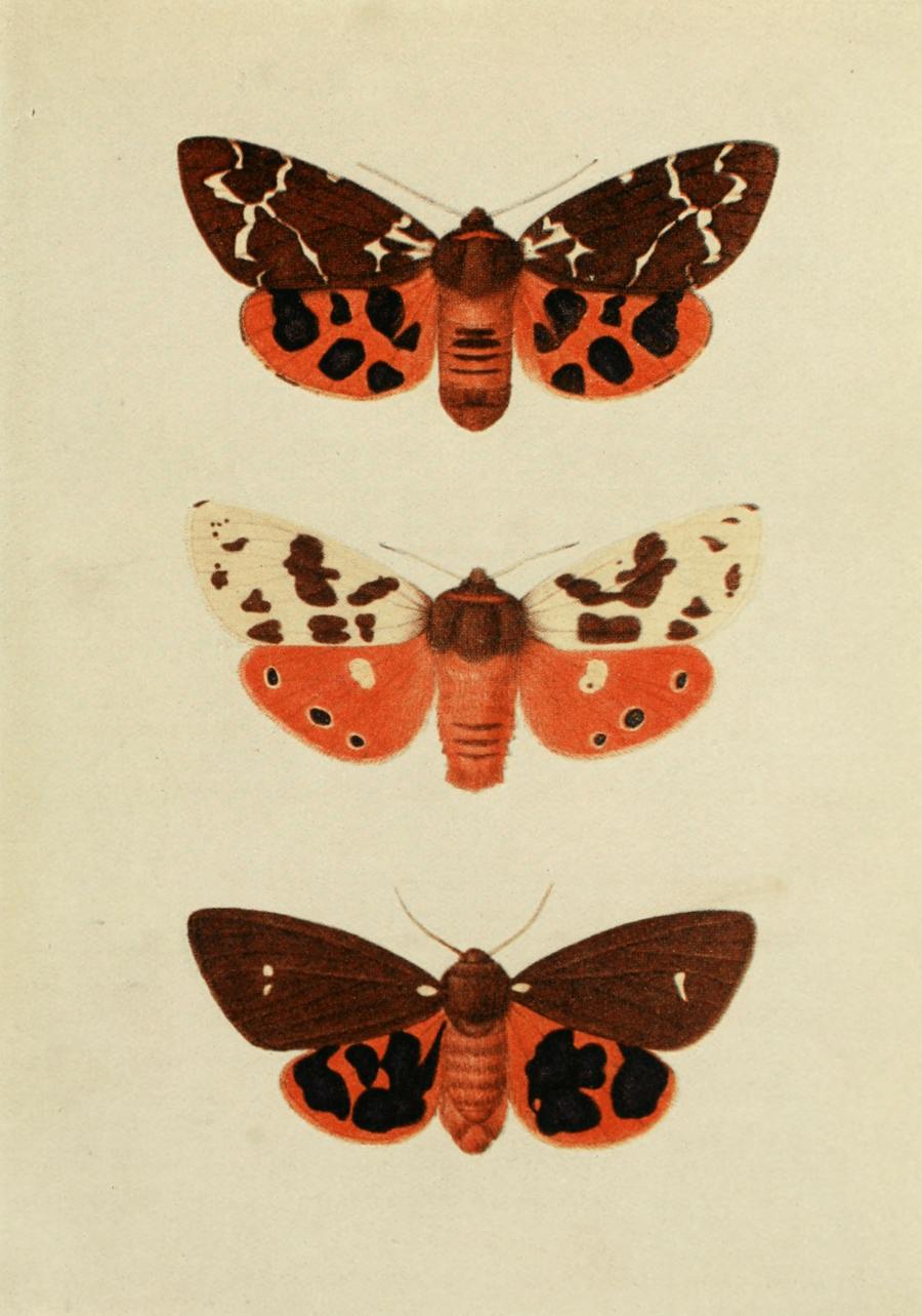 Plate 84