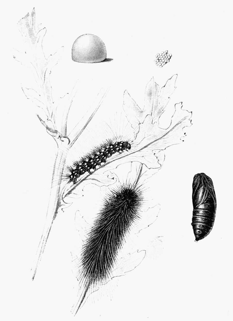 Plate 85
