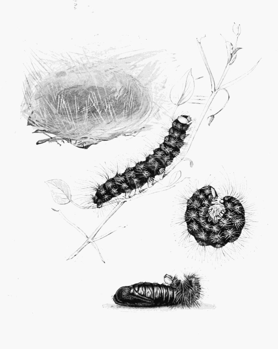 Plate 86