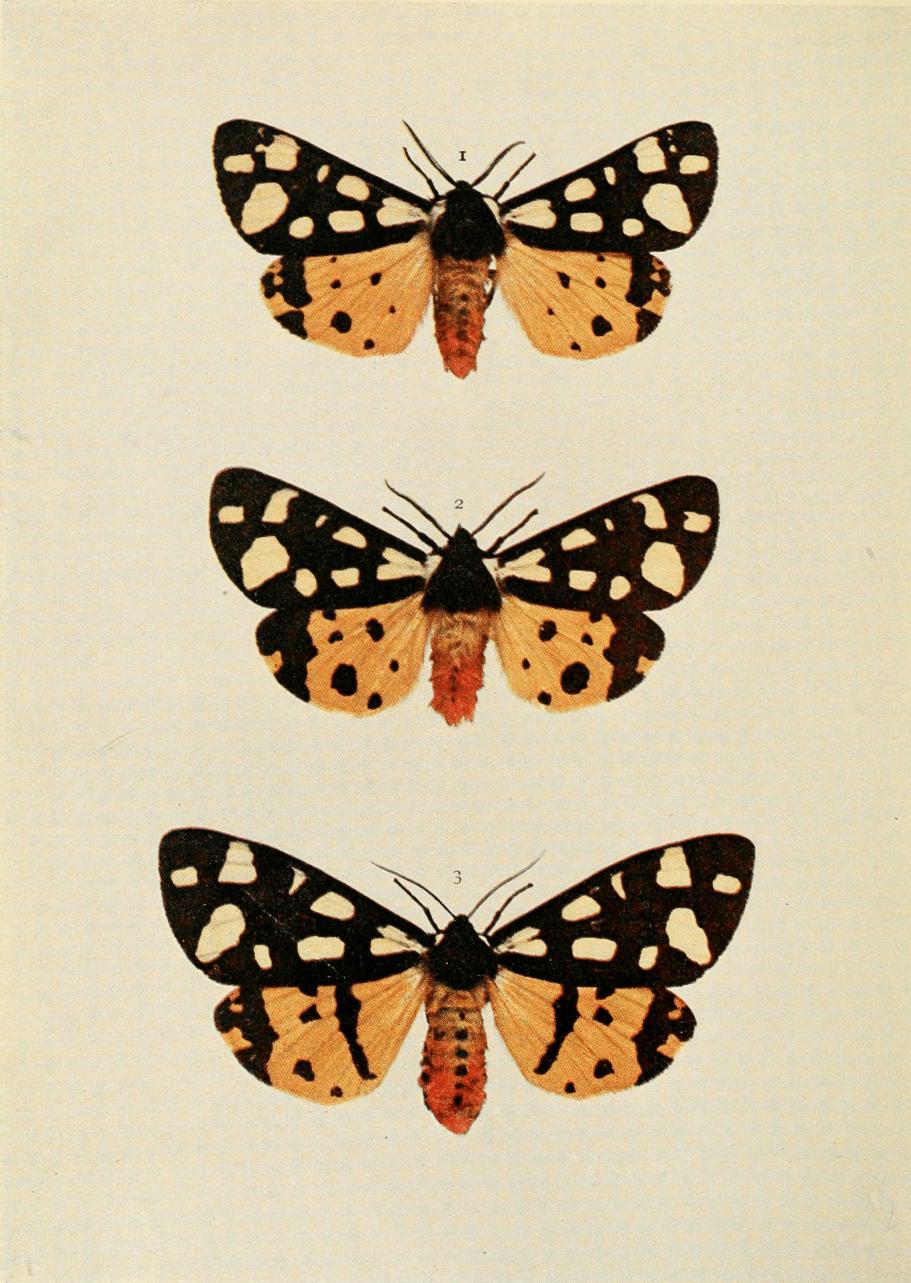 Plate 87