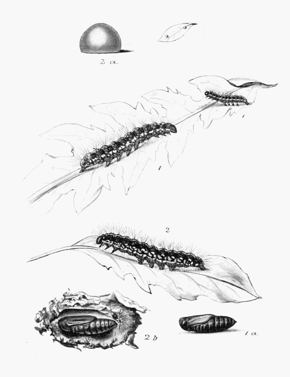 Plate 88