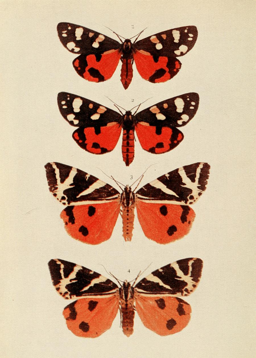 Plate 89